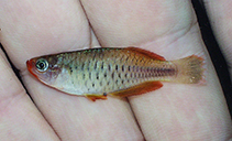 Image of Hylopanchax leki 