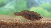 Image of Hypsolebias lulai 
