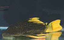 Image of Hypostomus luteus 