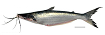 Image of Hypophthalmus marginatus 