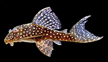 Image of Hypancistrus margaritatus 