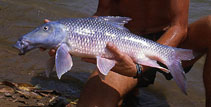 Image of Hypselobarbus micropogon (Korhi barb)