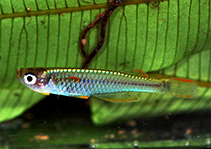 Image of Hylopanchax multisquamatus 