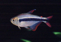 Image of Hyphessobrycon nigricinctus 