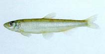 Image of Hypomesus olidus (Pond smelt)