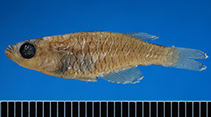 Image of Hylopanchax paucisquamatus 