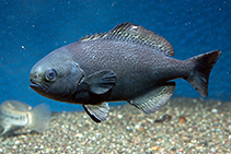 Image of Hyperoglyphe perciformis (Barrelfish)