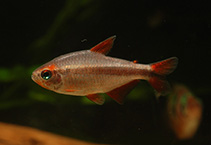 Image of Hyphessobrycon piranga 