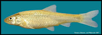 Image of Hybognathus placitus (Plains minnow)