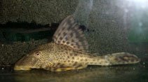 Image of Hypostomus plecostomoides 