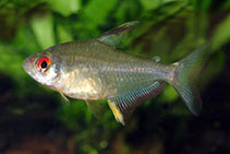 Image of Hyphessobrycon pulchripinnis (Lemon tetra)