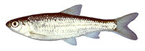 Image of Hybognathus regius (Eastern silvery minnow)