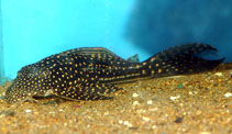 Image of Hypostomus regani 