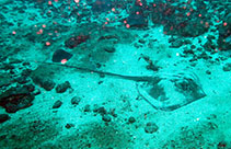 Image of Hypanus rudis (Smalltooth stingray)