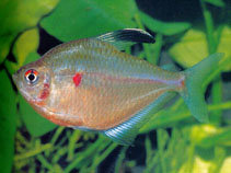 Image of Hyphessobrycon socolofi (Spotfin tetra)