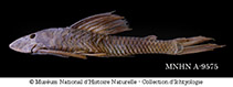 Image of Hypostomus subcarinatus 