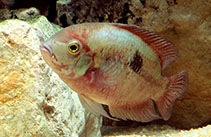 Image of Hypselecara temporalis (Emerald cichlid)