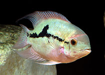 Image of Hypselecara temporalis (Emerald cichlid)