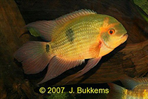 Image of Hypselecara temporalis (Emerald cichlid)