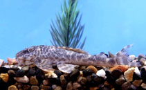 Image of Hypostomus unae 