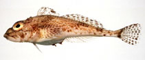 Image of Icelus ochotensis 