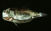 Image of Ichthyococcus ovatus (Lightfish)