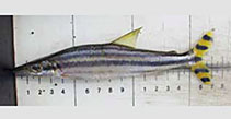 Image of Ichthyborus quadrilineatus 