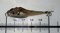 Image of Icelus spatula (Spatulate sculpin)