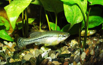 Image of Ilyodon whitei (Balsas splitfin)