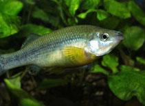 Image of Ilyodon xantusi (Limones splitfin)