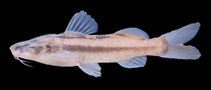 Image of Imparfinis schubarti 