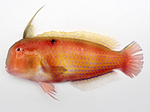 Image of Iniistius dea (Blackspot razorfish)