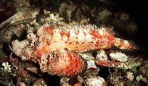 Image of Inimicus filamentosus (Two-stick stingfish)