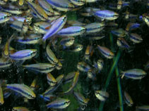 Image of Inpaichthys kerri (Royal tetra)