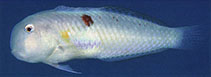 Image of Iniistius naevus (Blemished razorfish)