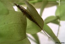 Image of Indostomus paradoxus (Pipe fish)