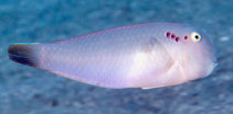 Image of Iniistius pentadactylus (Fivefinger wrasse)