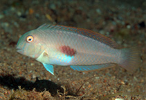 Image of Iniistius twistii (Redblotch razorfish)