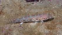 Image of Istigobius decoratus (Decorated goby)