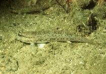 Image of Istigobius campbelli 