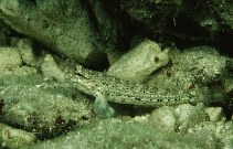 Image of Istigobius goldmanni (Goldman\