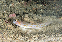 Image of Istigobius hoshinonis 