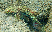 Image of Istigobius ornatus (Ornate goby)