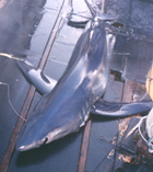 Image of Isurus paucus (Longfin mako)