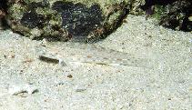 Image of Istigobius rigilius (Rigilius goby)