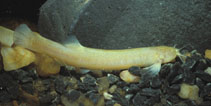 Image of Ituglanis passensis 