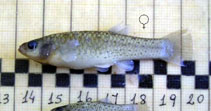 Image of Jenynsia lineata (Onesided livebearer)