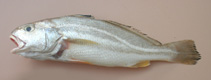 Image of Johnius carutta (Karut croaker)