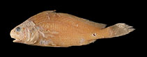 Image of Johnius javaensis (Java croaker)