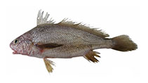 Image of Johnius javaensis (Java croaker)